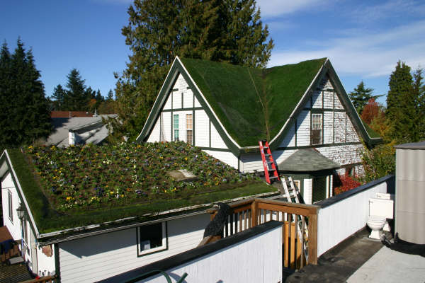озеленение крыш