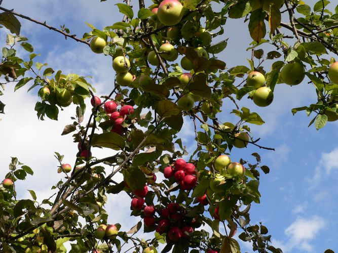 плодовые деревья