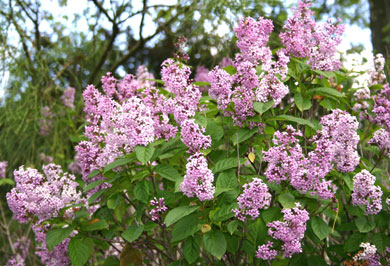 Сирень венгерская