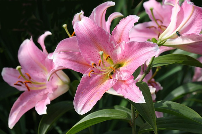 Лилии, лилии в Красноярске