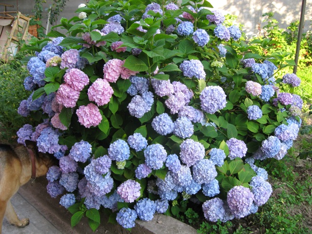 гортензии в Красноярске