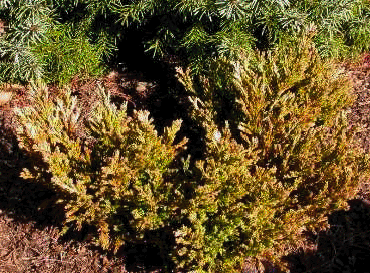 ожог растения