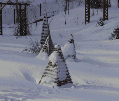 укрытие растения на зиму