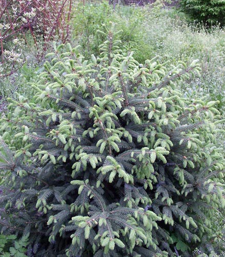 Зимний ожог растения