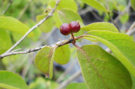 Жимолость Королькова