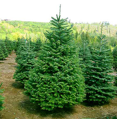 агротехника ели