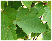 Лиственные растения