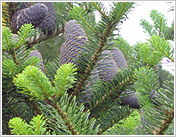 Хвойные растения