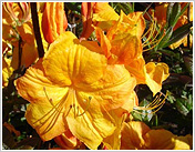 Рододендроны и азалии