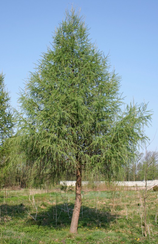 айва сердняя