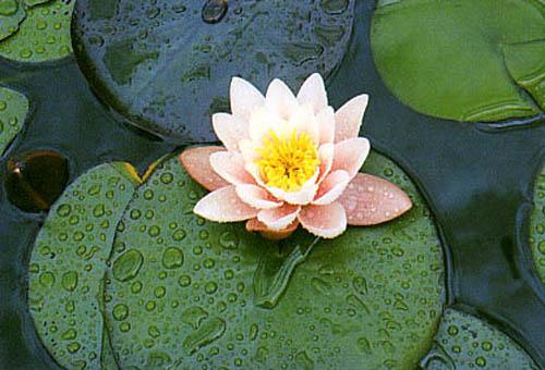 Растения у водоема, какие растения посадить у водоема