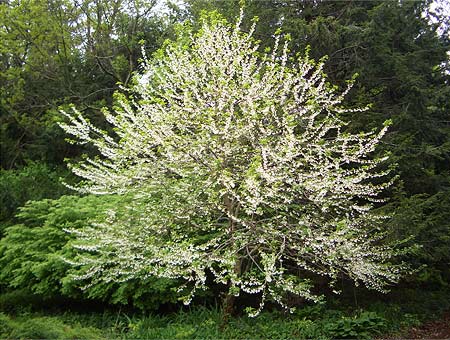 цветущие кустарники